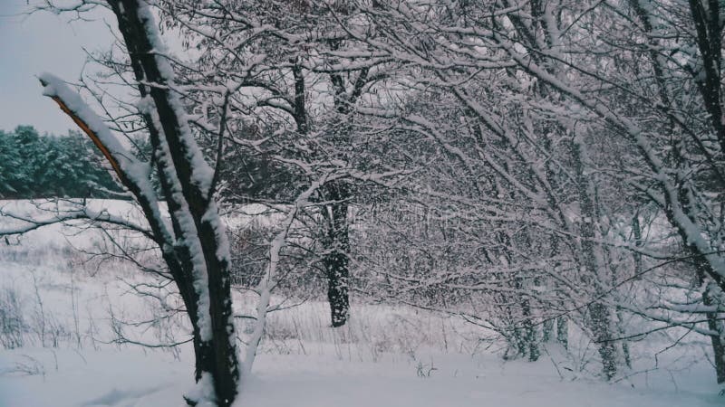 Snow Falling from the Snow-Covered Tree Branches in Winter Day. Slow Motion