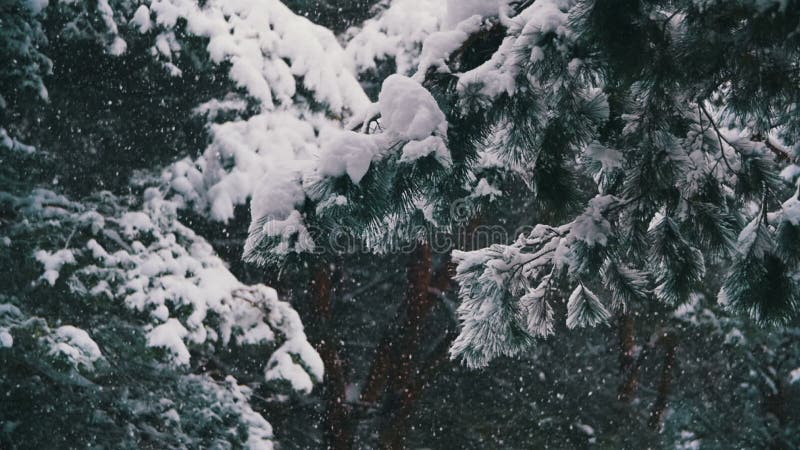 Snow Falling in Winter Pine Forest with Snowy Christmas Trees. Slow Motion