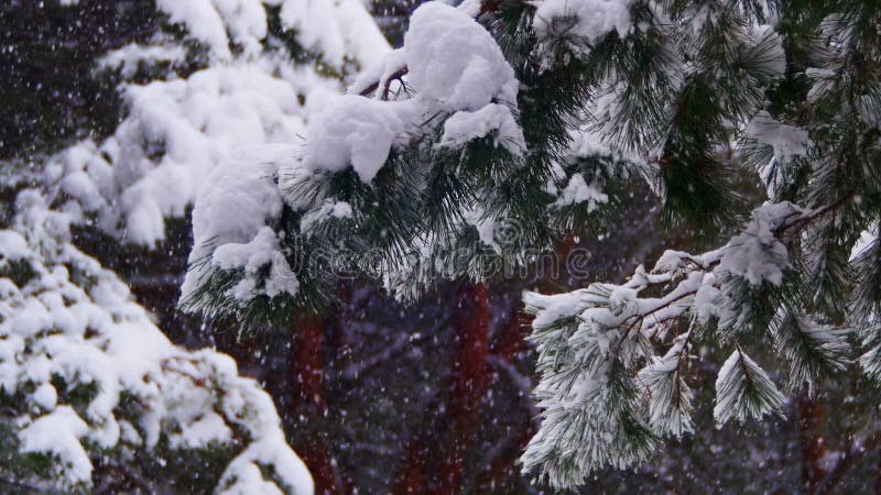 Snow Falling in Winter Pine Forest with Snowy Christmas Trees