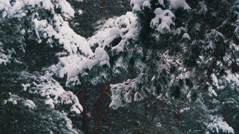 Snow falling in Winter Pine Forest with Snowy Christmas Trees