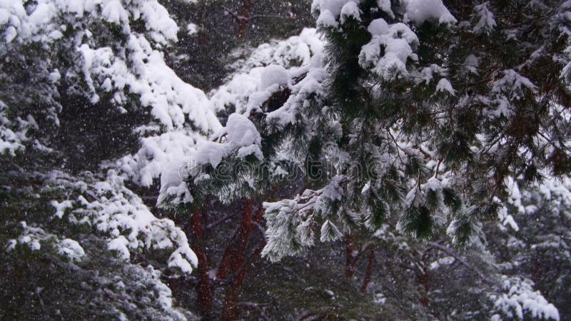 Snow falling in Winter Pine Forest with Snowy Christmas Trees