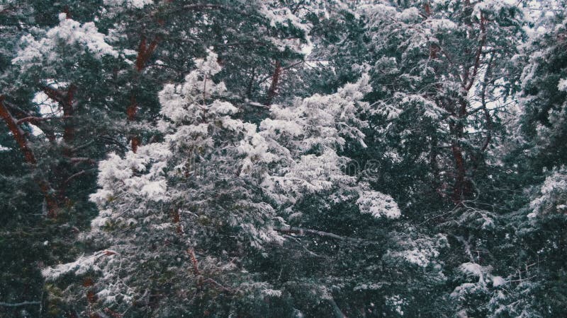 Snow falling in Winter Pine Forest with Snowy Christmas Trees