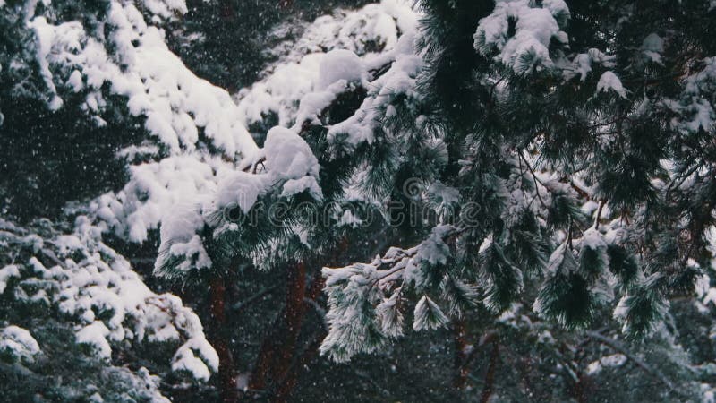 Snow Falling in Winter Pine Forest with Snowy Christmas Trees