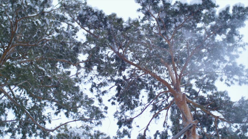 HI snow Laie off falling tree,