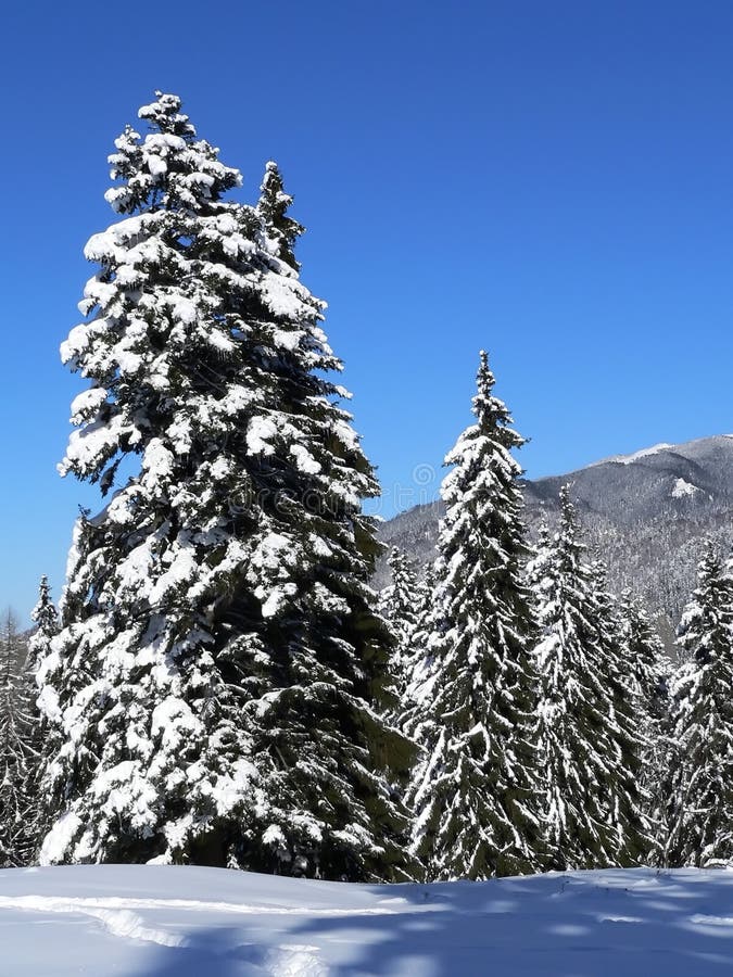 Snow on firs