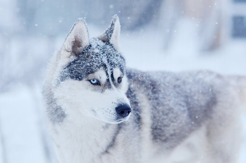 Snow flakes on the head siberian husky dog in winter blizzard outdoor