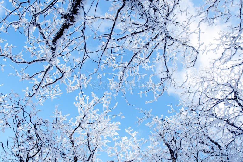 Snow flakes in the sky.