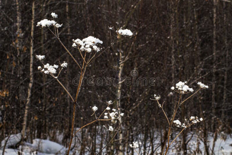 Snow Flowers, Shortlived Creation of Nature Stock Photo Image of