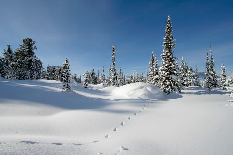 Snow forest