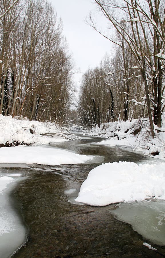 Snow in the forest