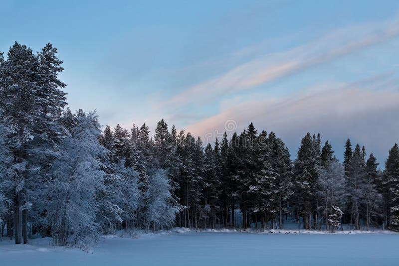 Snow forest and beauty sky