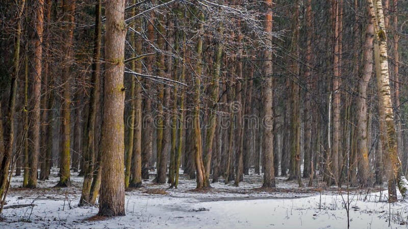 Snow in the forest