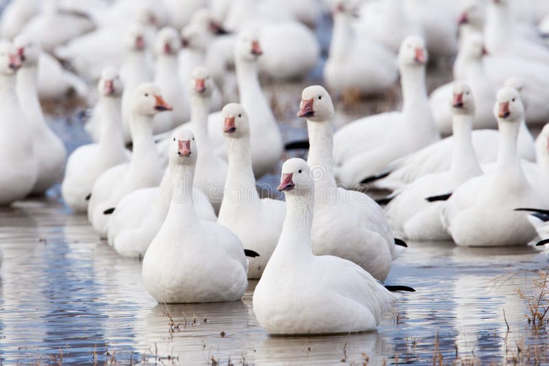 Snow Geese