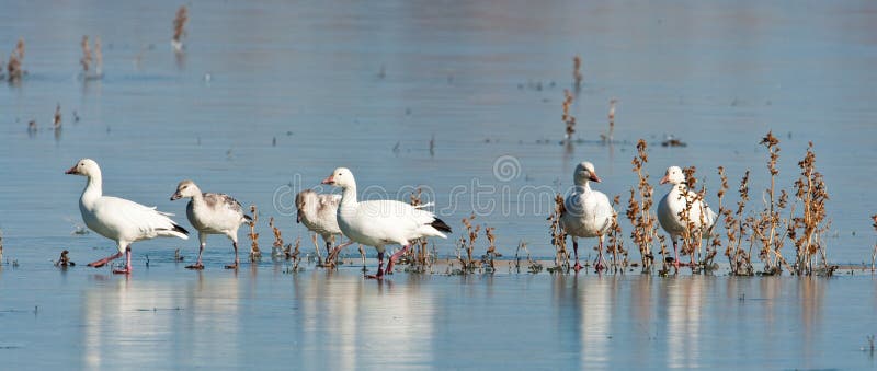 Snow Geese