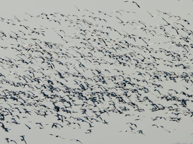 Snow geese