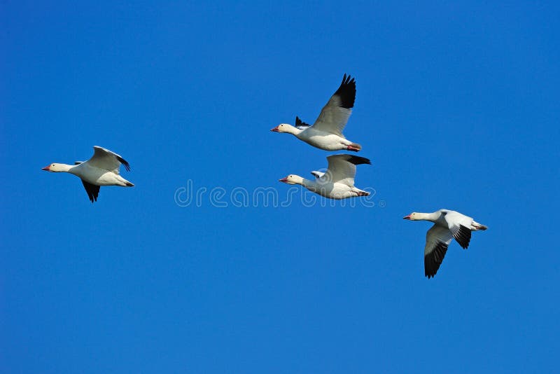 Snow Geese