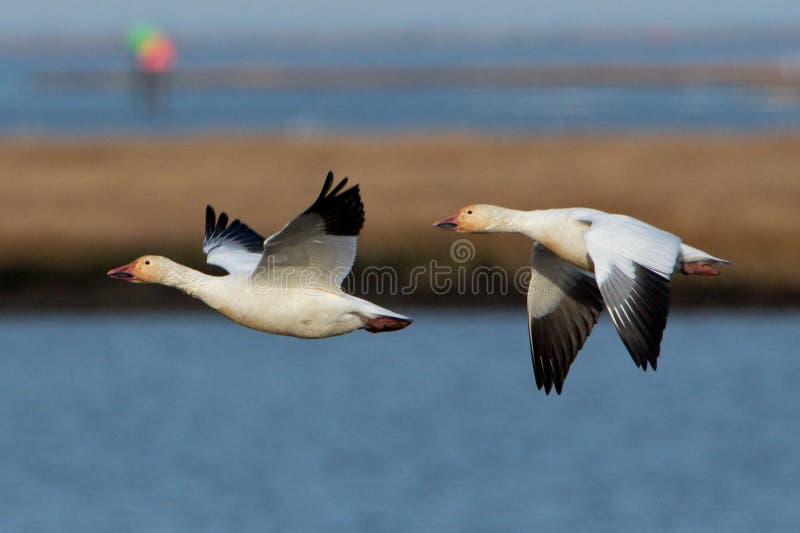 Snow Geese