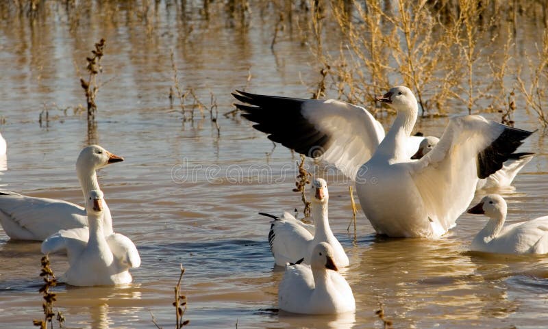 Snow geese