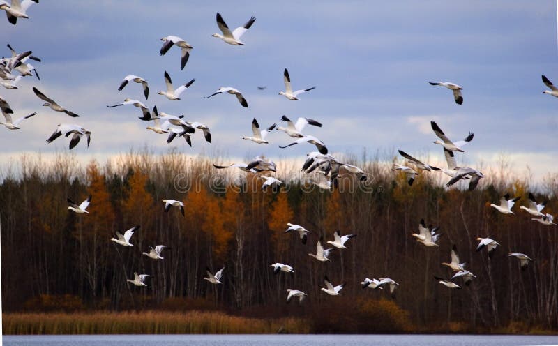 Snow Geese