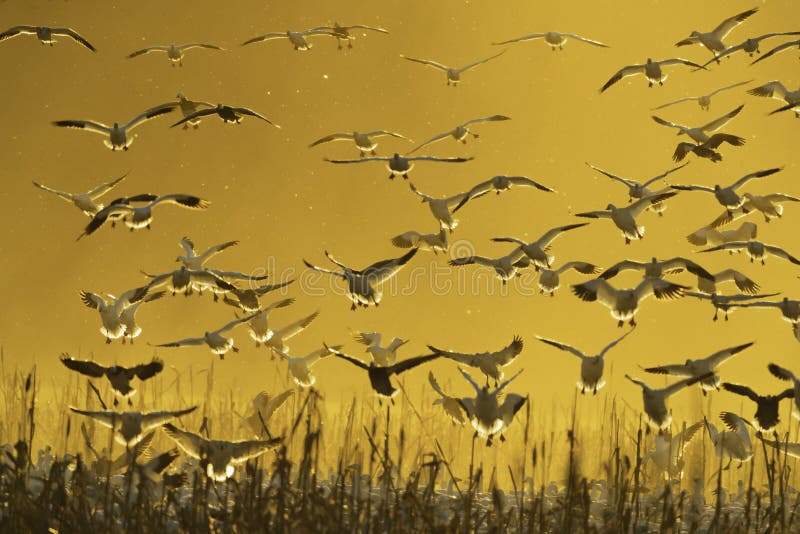 Snow geese