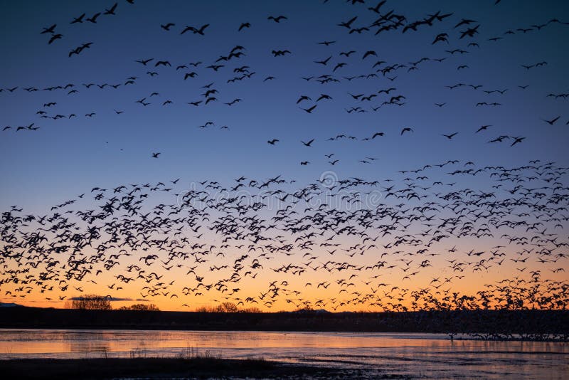 Snow Geese Blast Off at Sunrise stock image Snow Geese Blast Off at Sunrise stock image