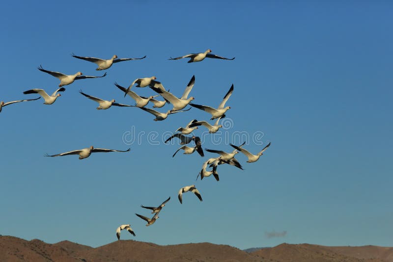 Snow geese Bosque del Apache, New Mexico, USA