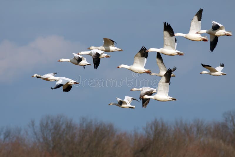 Snow Geese in Flight