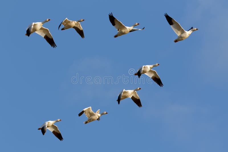 Snow Geese Flying in Formation