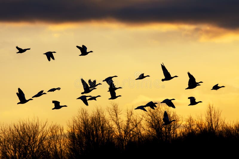 Snow Geese at Sunset