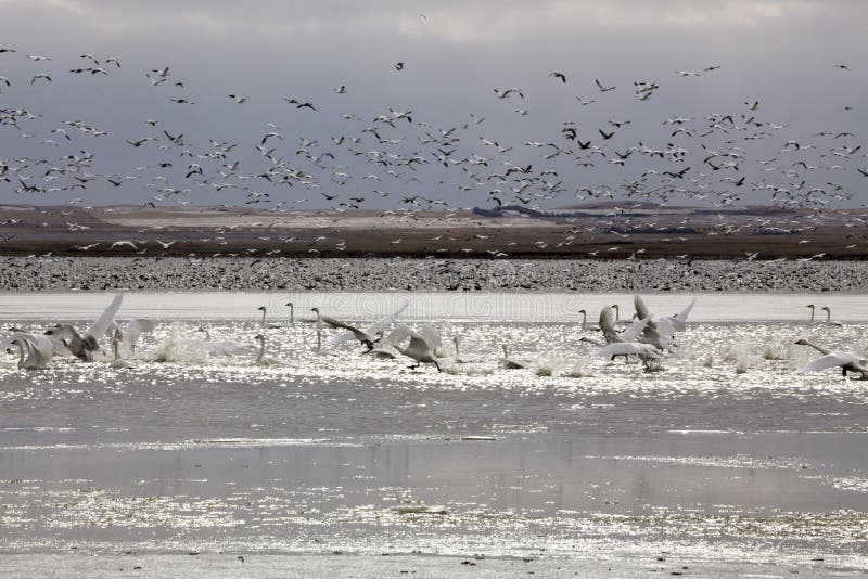 Snow Geese and Swans stock image. Image of wild, wildlife 36741165