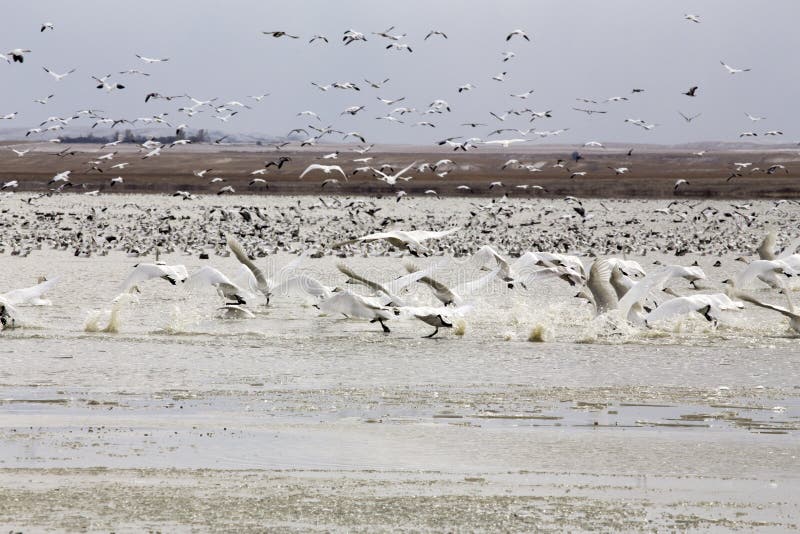 Snow Geese and Swans stock photo. Image of waterbird 36741168