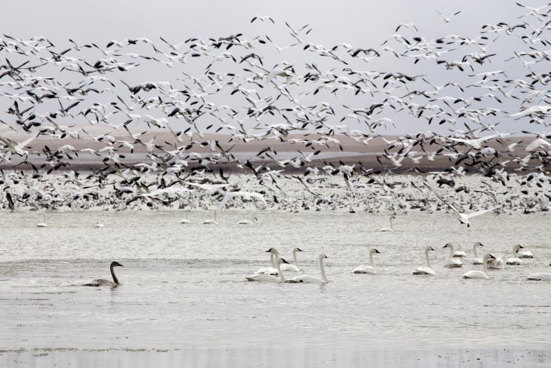 Snow Geese and Swans stock photo. Image of duck, geese 36741180