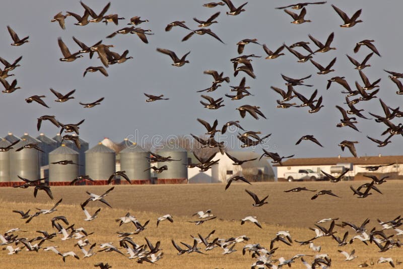 Snow Geese And Whie Fronted Geese Canada in Flight