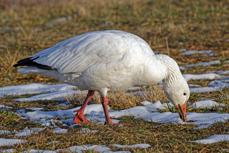Snow Goose stock image. Image of canada, goose, bird 34904073