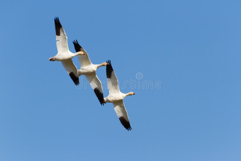 Snow Goose royalty free stock photo