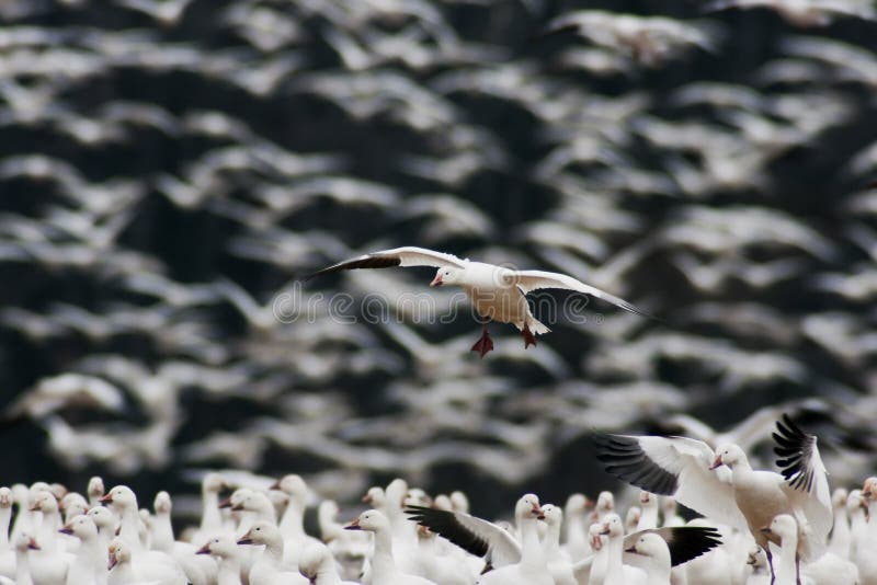 Snow Goose Landing in Large Flock
