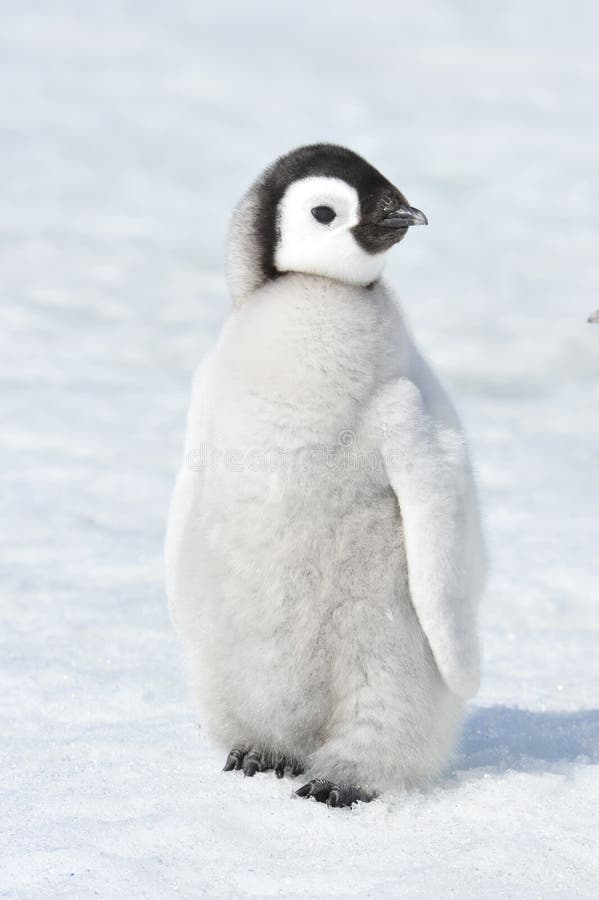 Emperor Penguin chick