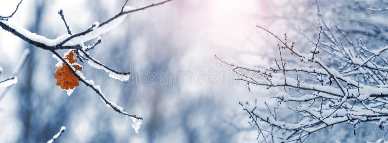 Snow and ice covered tree branches in the forest in the morning during sunrise. Lonely dry leaf on a snowy tree in a winter forest