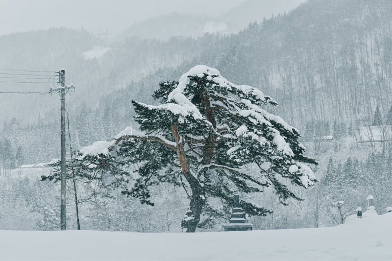 Snow covered trees photo royalty free stock photo