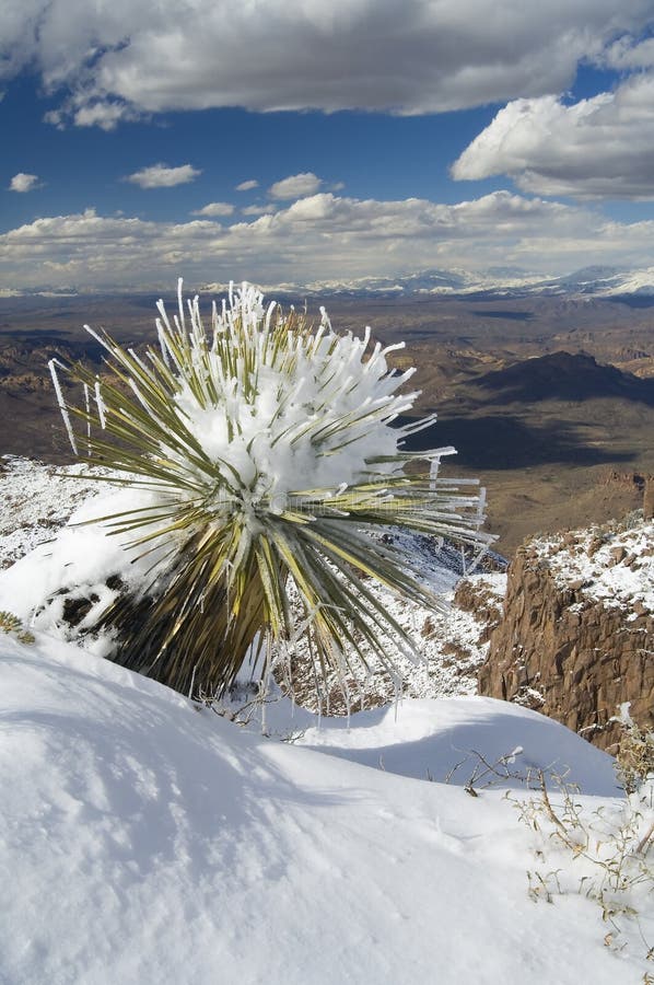 Snow laden Yucca stock images