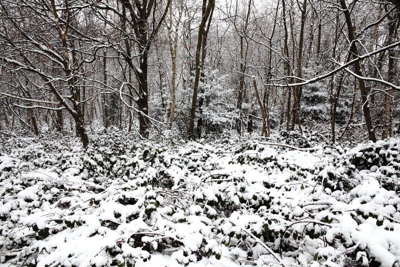 Snow landscape of winter woodland trees