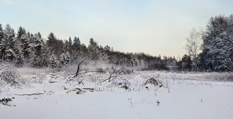 Snow layer covering drift wood branches and stones near river, blurred dark trees in background - cold winter landscape