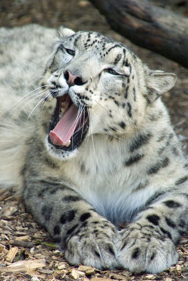 Snow Leopard