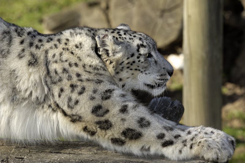 A beautiful male snow leopard. Snow leopard has been extensively hunted for decade and is now an endangered species.