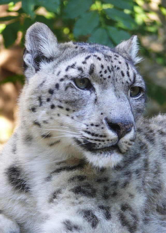 Snow leopard stock photography