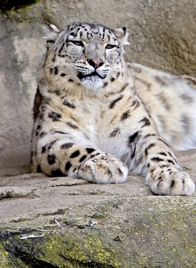 Snow Leopard 2