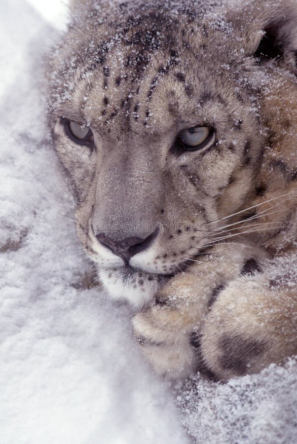 Snow Leopard royalty free stock photography