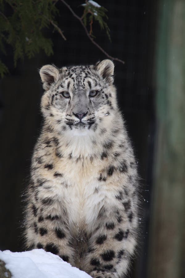 Snow leopard stock image