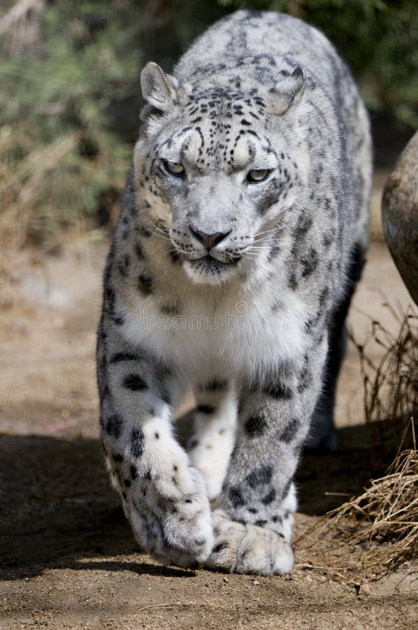 En general Salvaje población de la nieve es un sobre el entre 4, 000 a 7, 500 los animales.