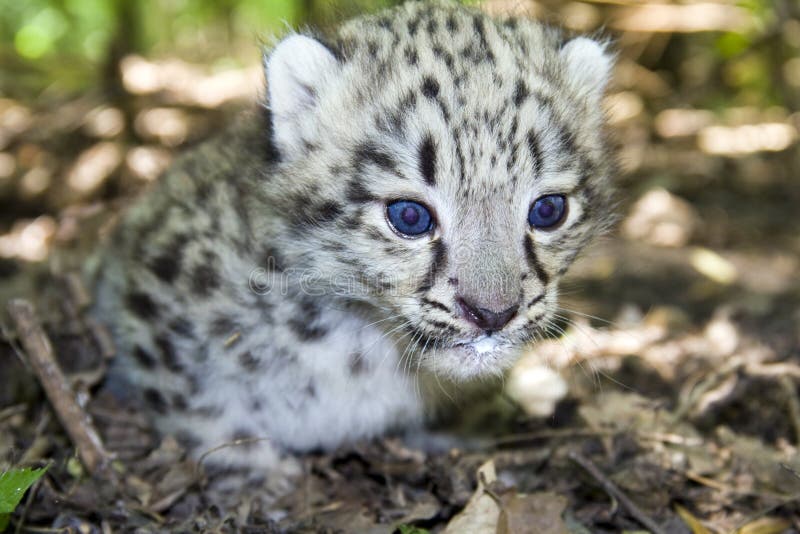 Snow leopard baby stock image. Image of baby, felid, species 25597151